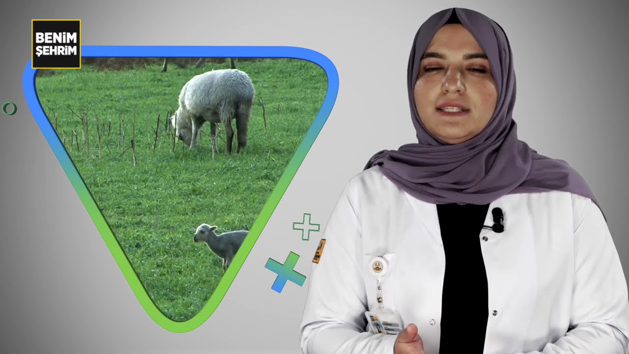 Geleceğimiz Tarım | KOYUNDA GEBELİĞİN SON DÖNEMİ VE DOĞUMU