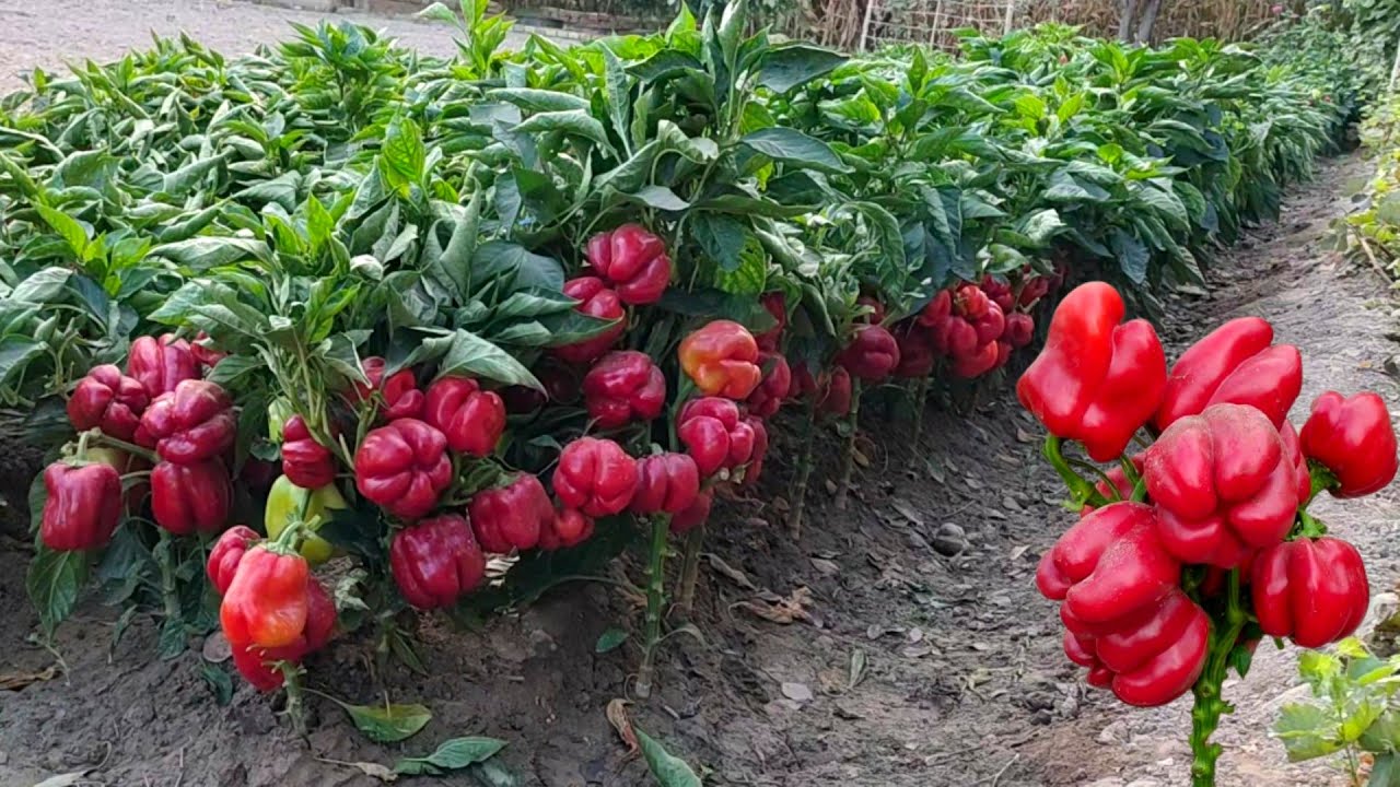 Growing peppers on a large plot of land at home