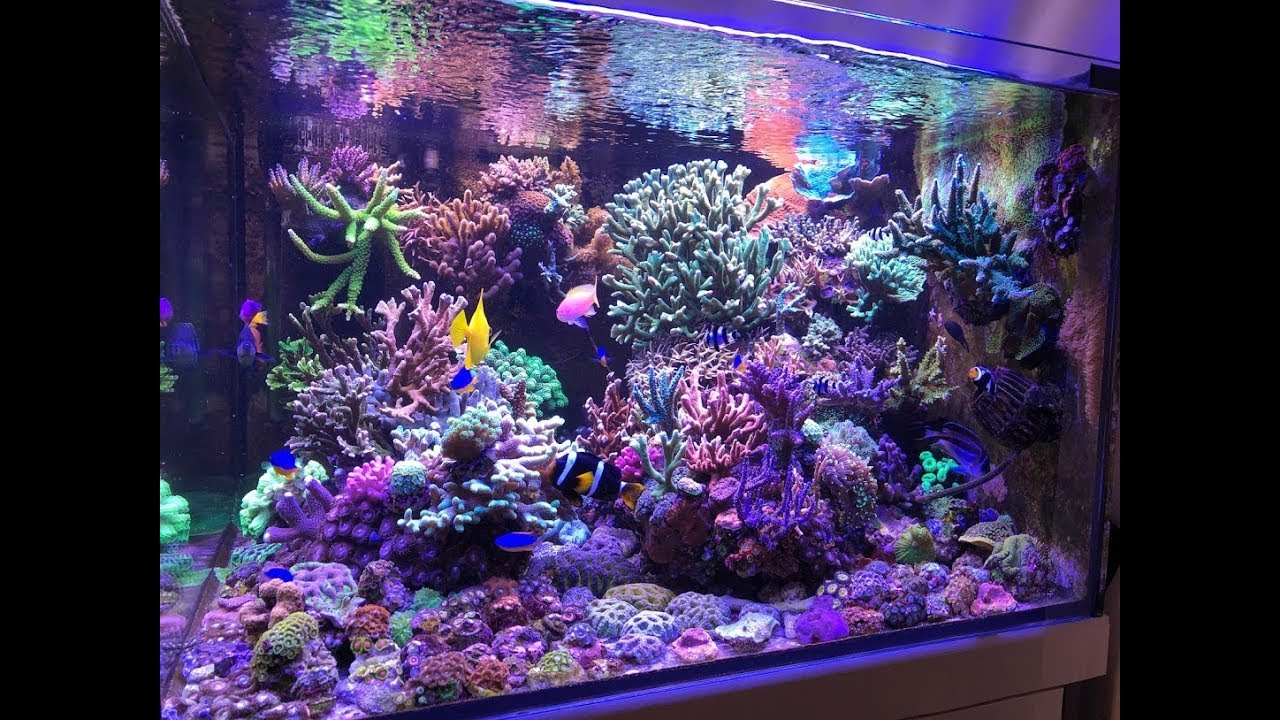 Hausbesuche: Die Meerwasseraquarien von Paul Teunissen