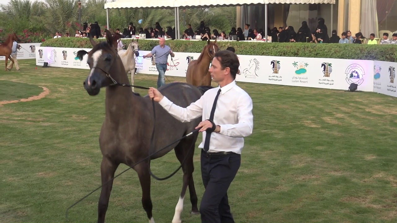 بطولة القصيم الثانية  لجمال الخيل العربية ( الرسالة الأولى )