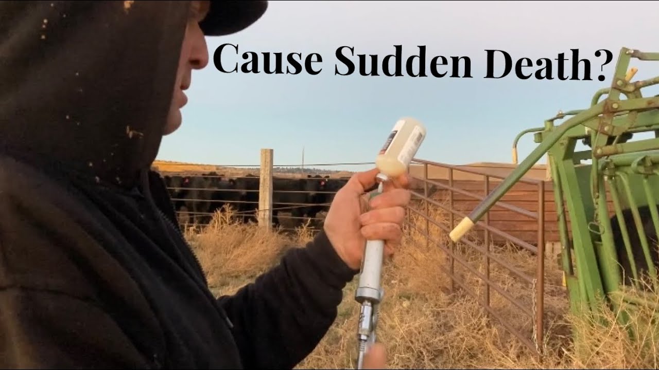 Vaccinating Calves