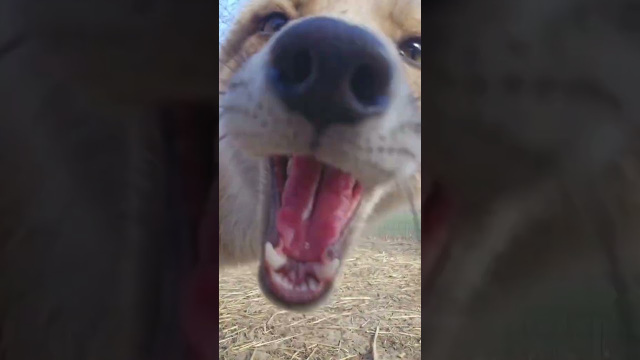#fox #jackal #pup #saveafox #redfox #animals #livestream #fyp #pets #wildlife #wildliferescue