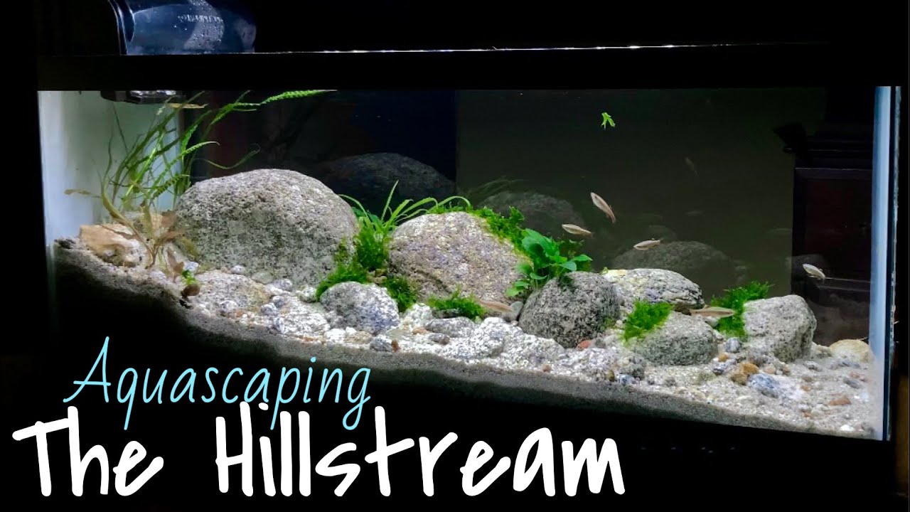 Aquascaping A 360 View 20 Gallon Hillstream Aquarium