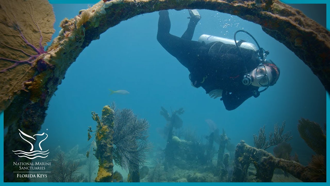 Blue Star Diving in Florida Keys National Marine Sanctuary