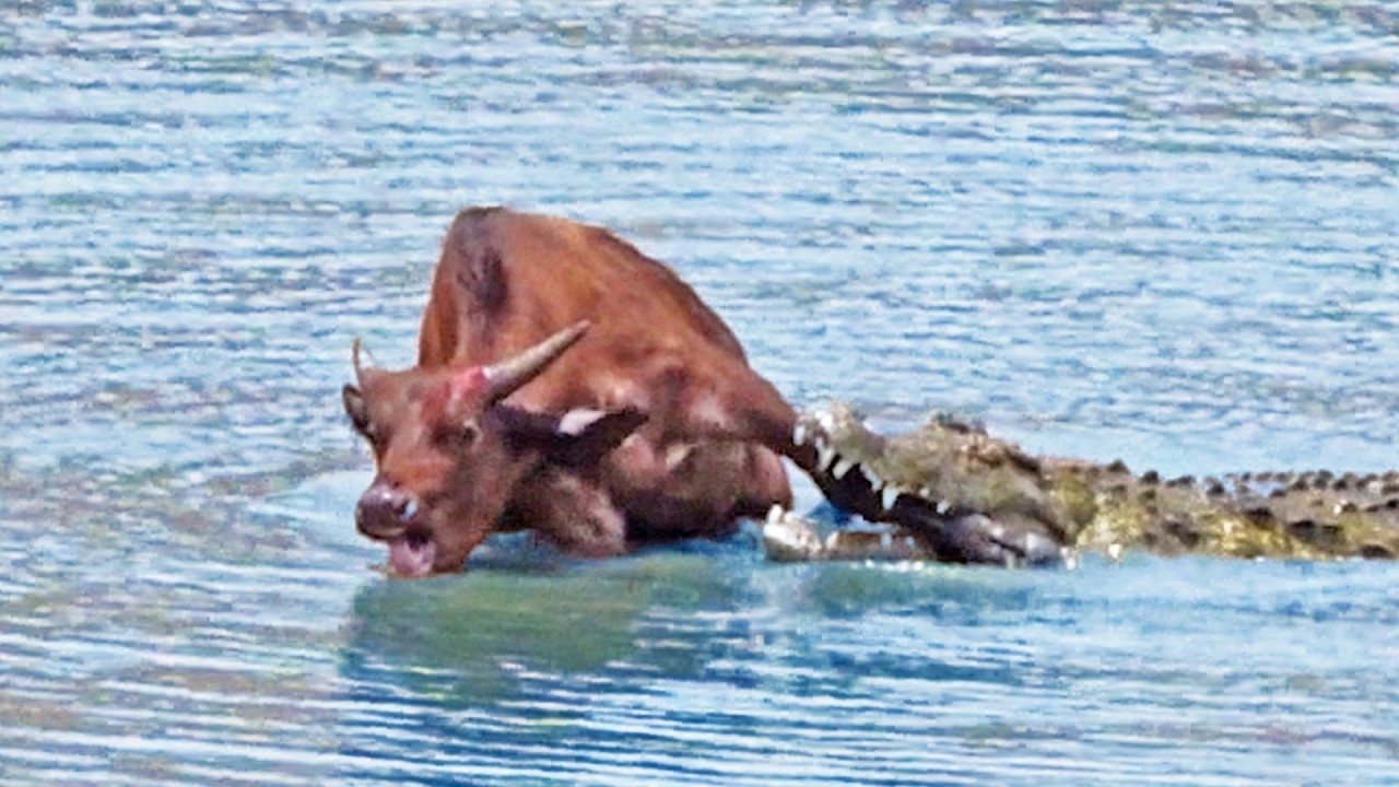 Buffalo Sacrifices Leg to Escape Monster Crocodile