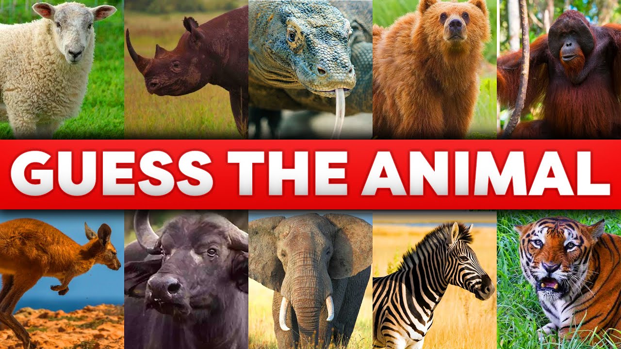 Guess the Animal by image! Animal Quiz