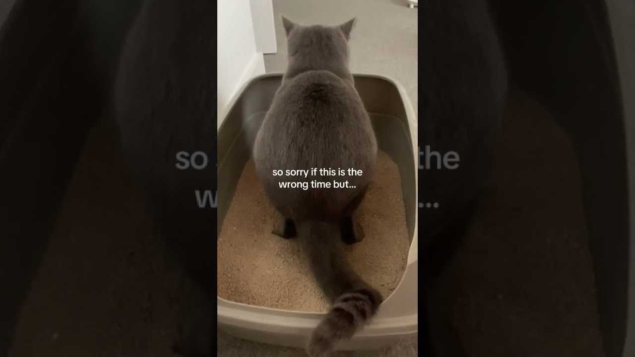 Purr-fect timing #cat #bsh #funny #cute #catlover #shorts #bshcat #catshorts