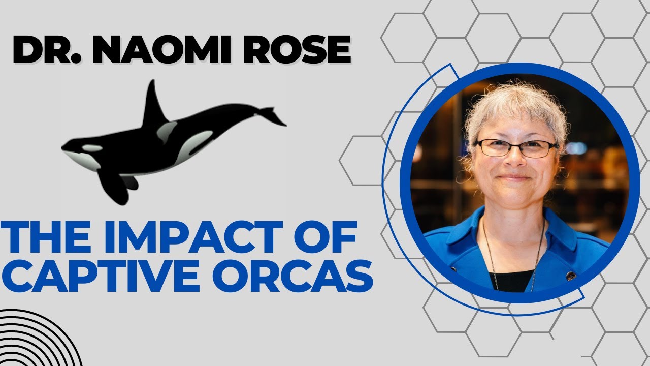 Captive Whales: Beneath the Surface | NBTI