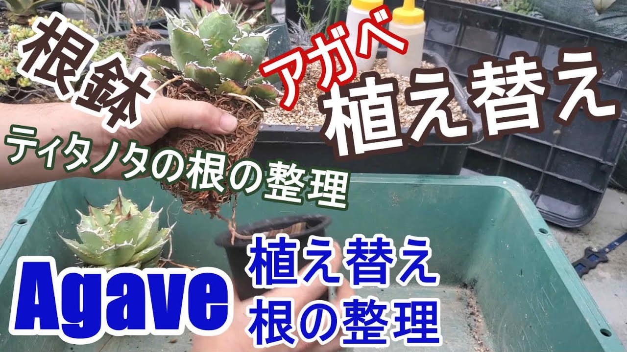 【植え替え】アガベ ティタノタ（チタノタ）の植え替え。根の整理から植え付けまで【Agave】【園芸】