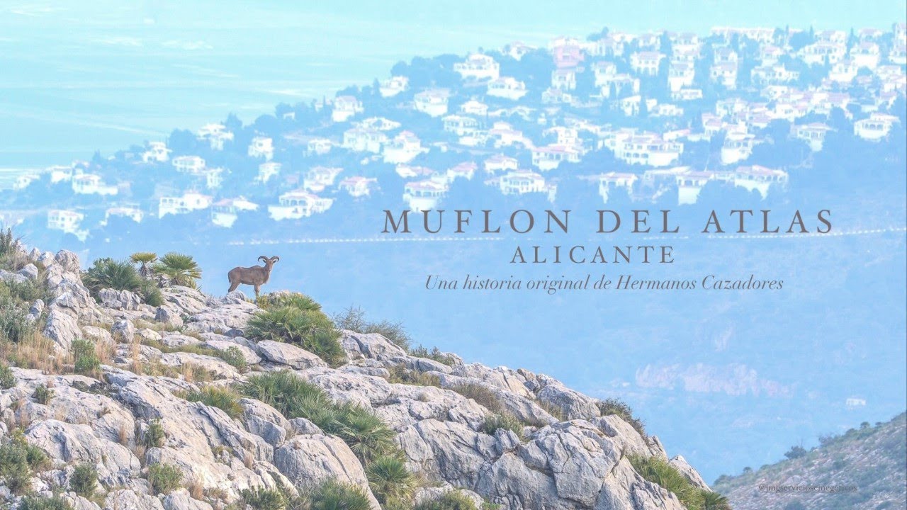 CAZA CON ARCO MUFLÓN DEL ATLAS EN ALICANTE - HERMANOS CAZADORES