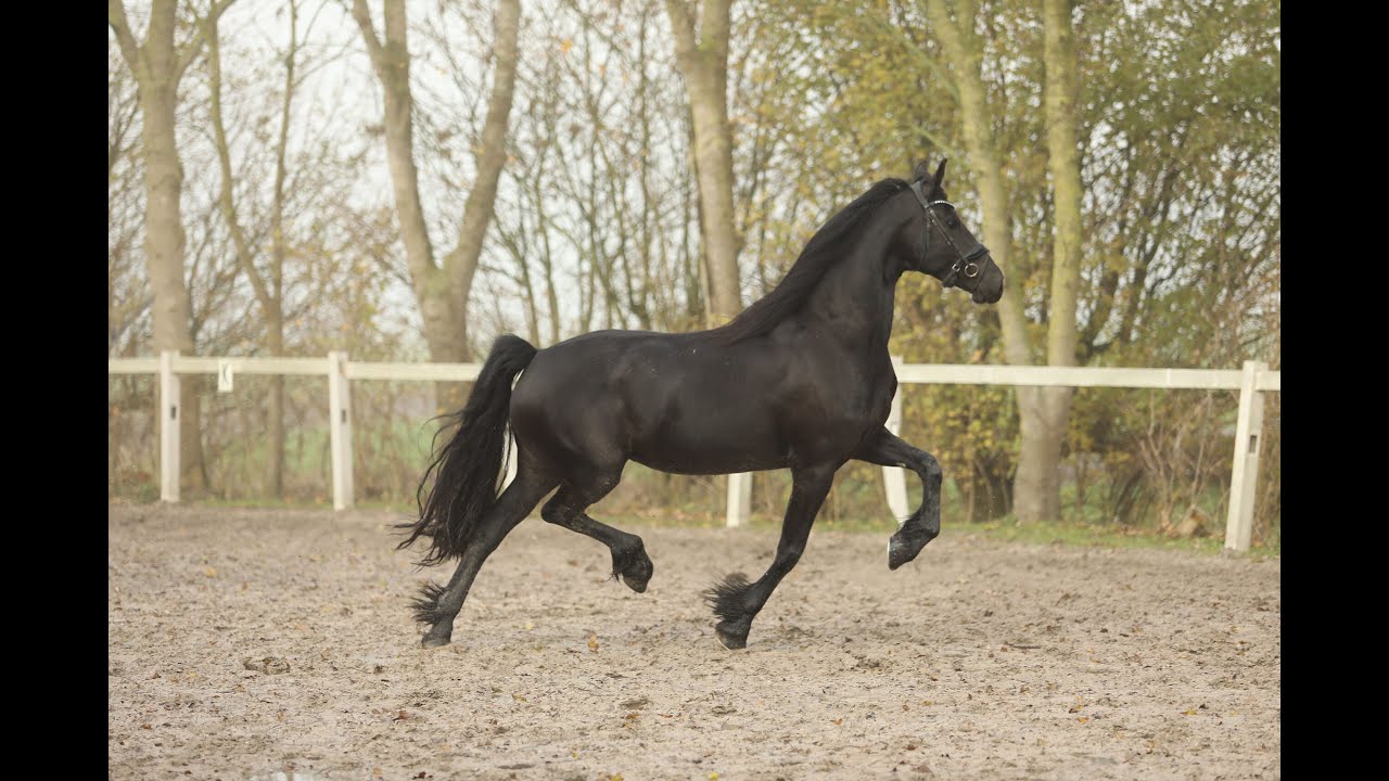 Stal Okkema's Swobke - Wibout x Beart - Mare - 2021 г. - 1,72м