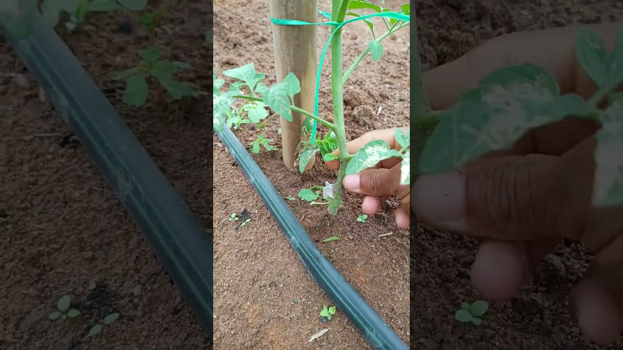 primeira desbrota do tomate 🍅🙏