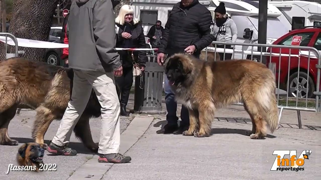 expo régionale d'élevage du leonberg flassans 2022