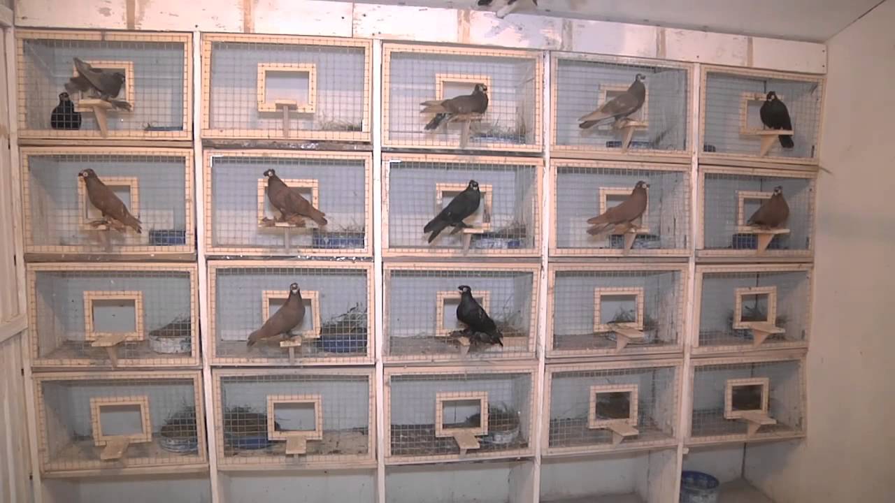 Питомник Михалыча. 22.02.2015