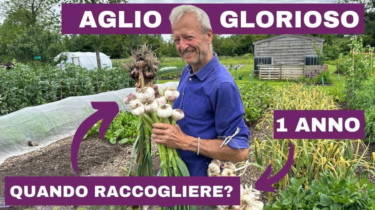 Non Raccogliere l'Aglio Prima di Vedere Questo! Segnali che il Tuo Aglio è Pronto