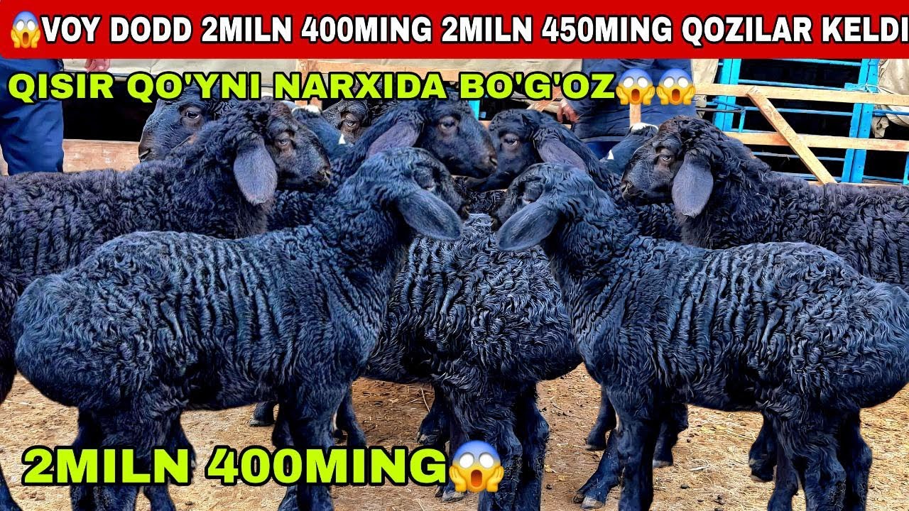 😳Voy dodd 2miln 400ming 2miln 450ming bunaqa narx tarxda bo’lmagan qisir qo’yni narxida bo’g’oz keld