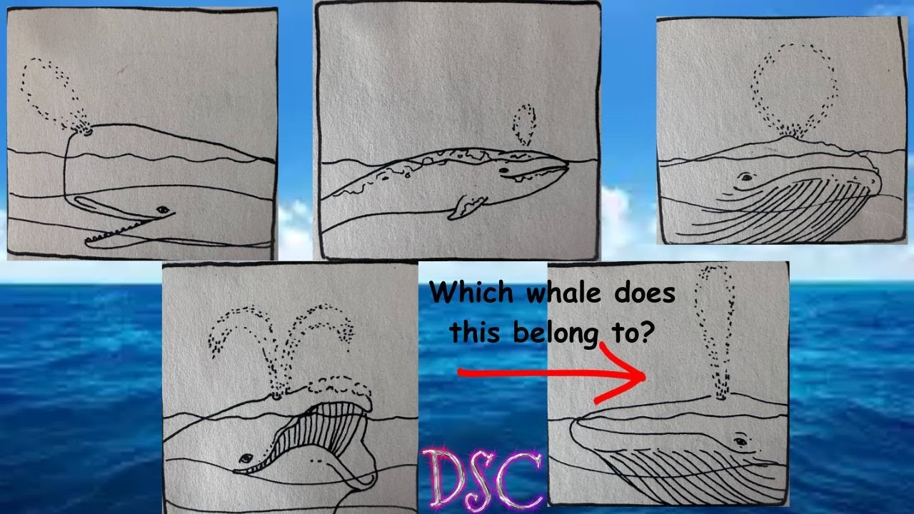 Whale-Shaped Blowhole Activity