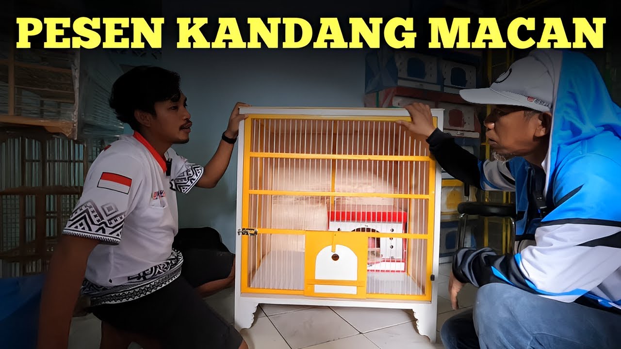 Review Pengrajin Kandang Merpati sekaligus Beli Gupon Merpati Buat Tambah Koleksi