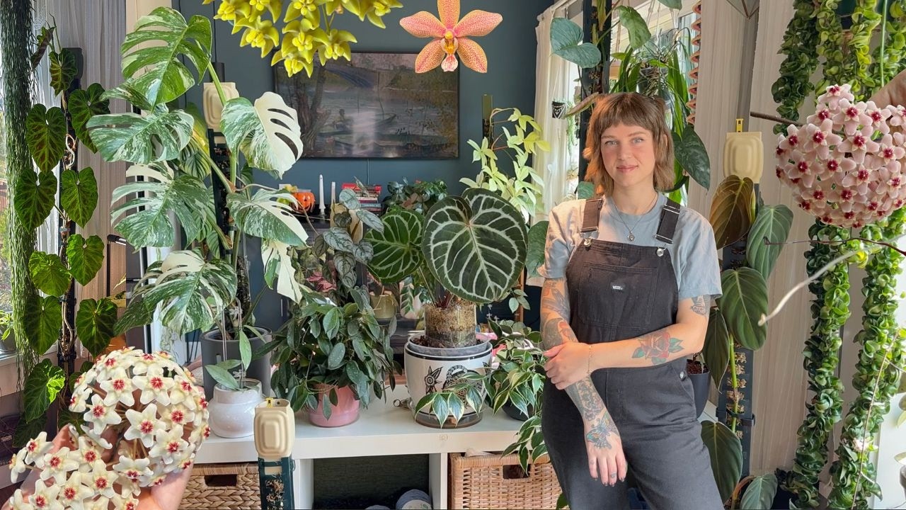 end of summer houseplant walkthrough (it's hoya heaven in here!) 🌸🌿🧚&zwj;♂️