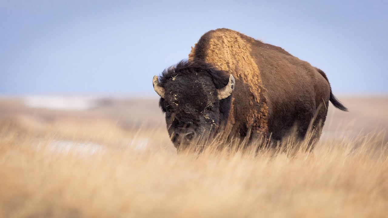 Wildlife Photography and Overlanding in Badlands National Park Part 1