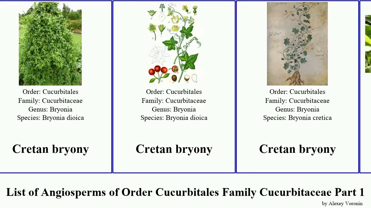 List of Angiosperms of Order Cucurbitales Family Cucurbitaceae Part 1 cucumis coccinia cucumber