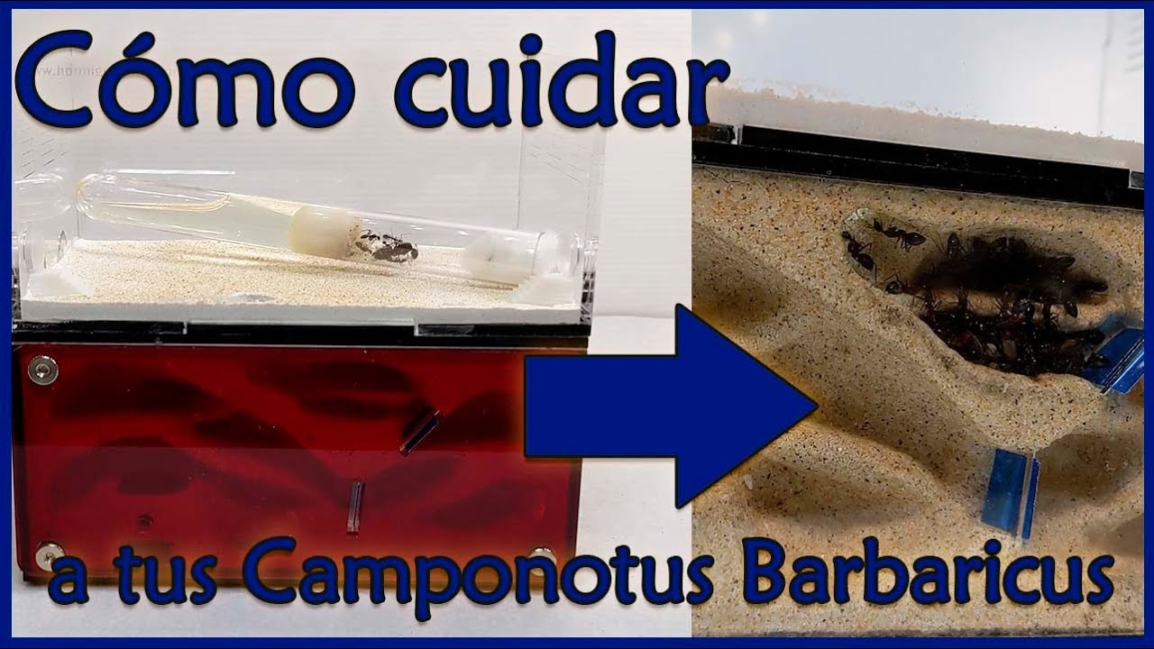 ANTenas || Cómo cuidar a tus Camponotus Barbaricus