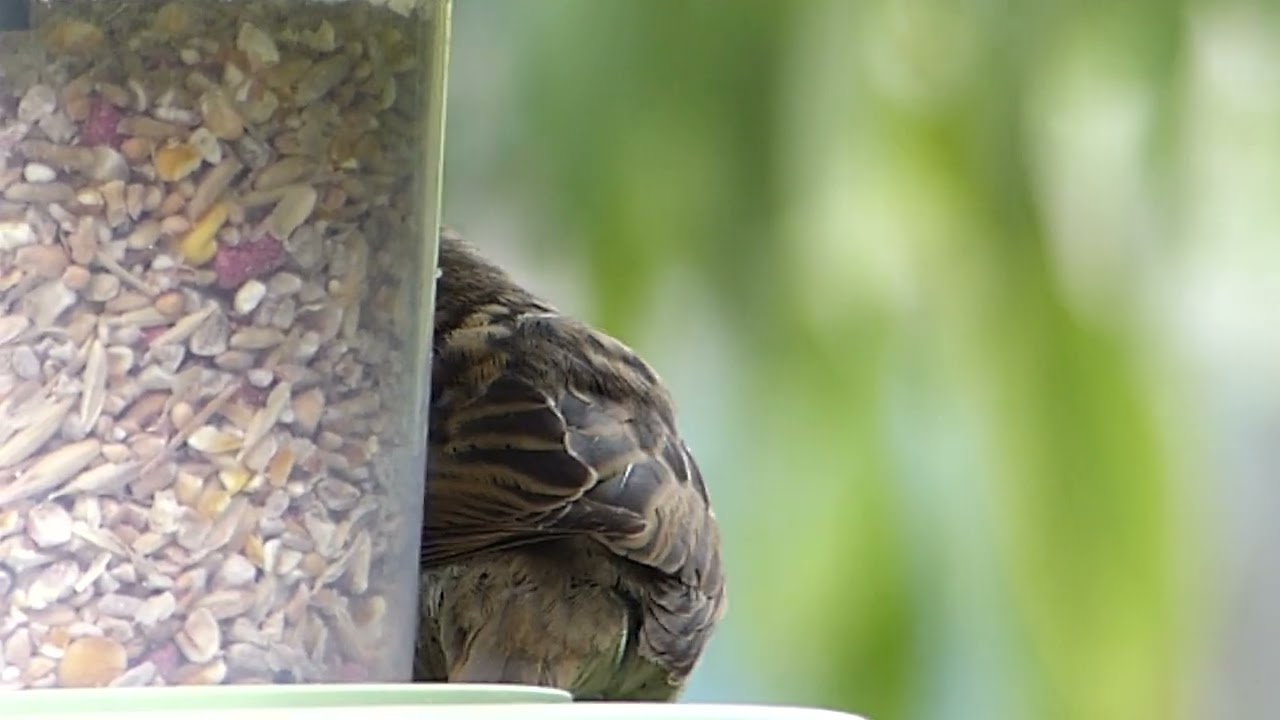 Sparrow Close up Full HD
