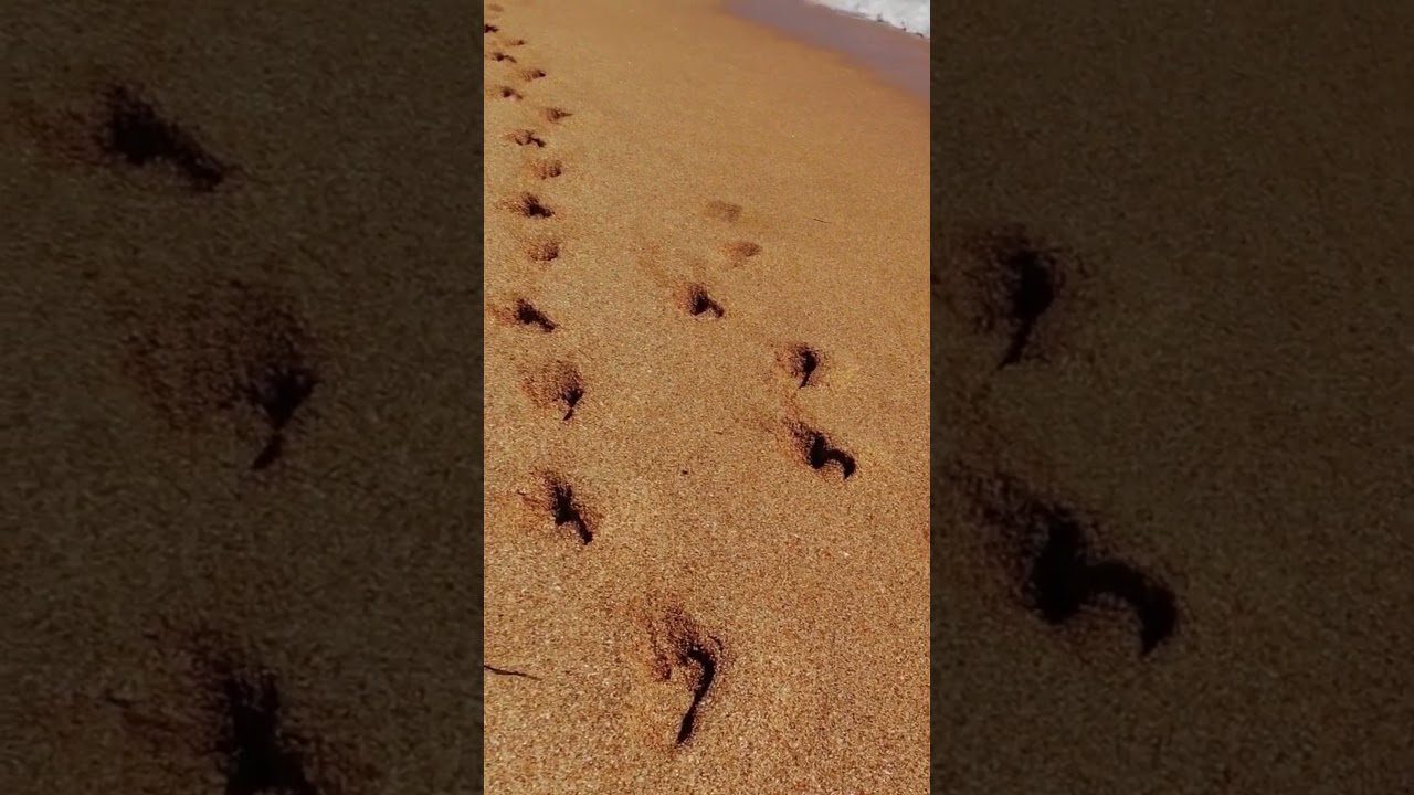 Footprints in the Sand #beach #shorts
