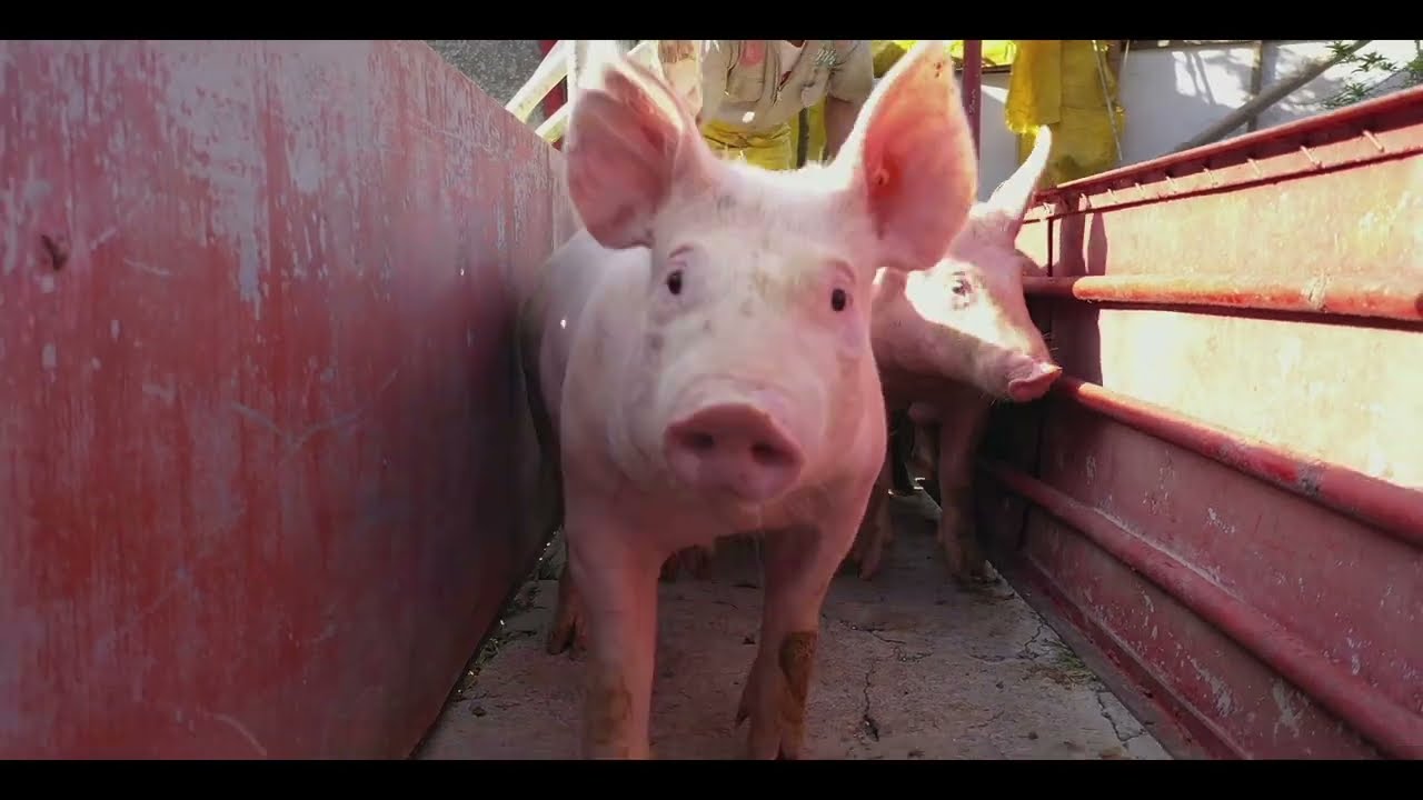 Bienestar animal   Porkcolombia- FNP