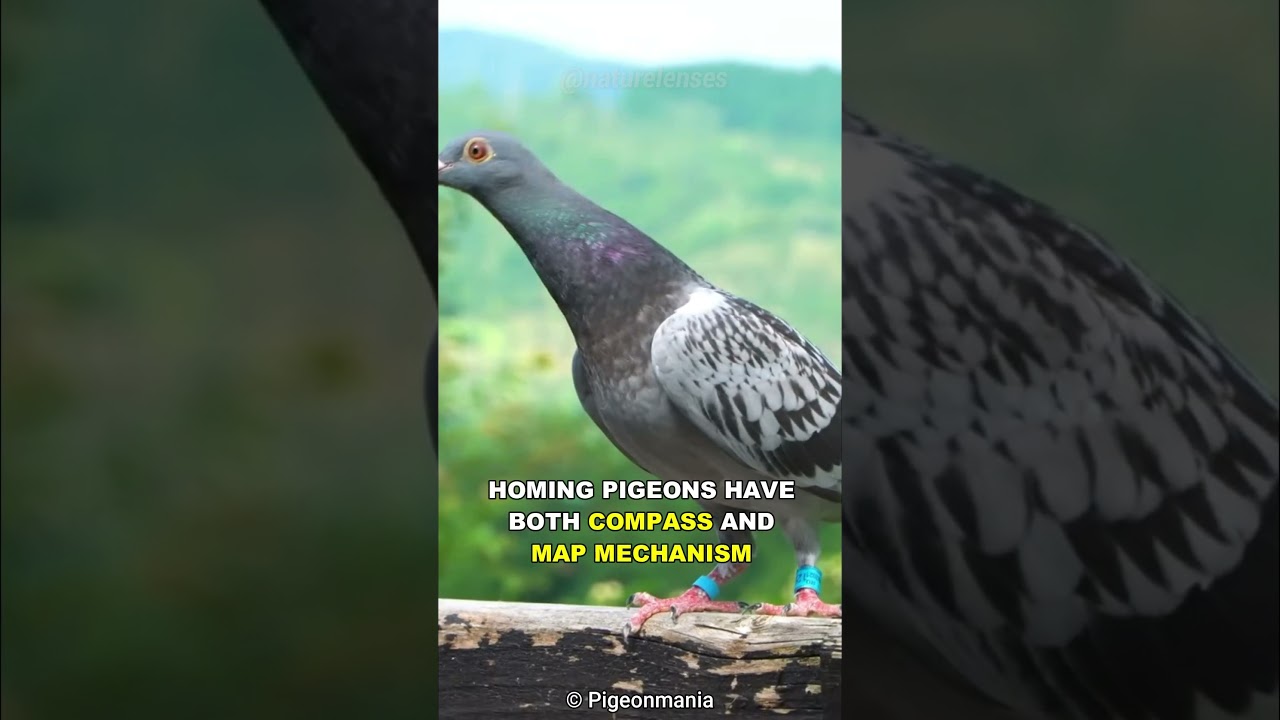 How Pigeons Always Find Their Way Home