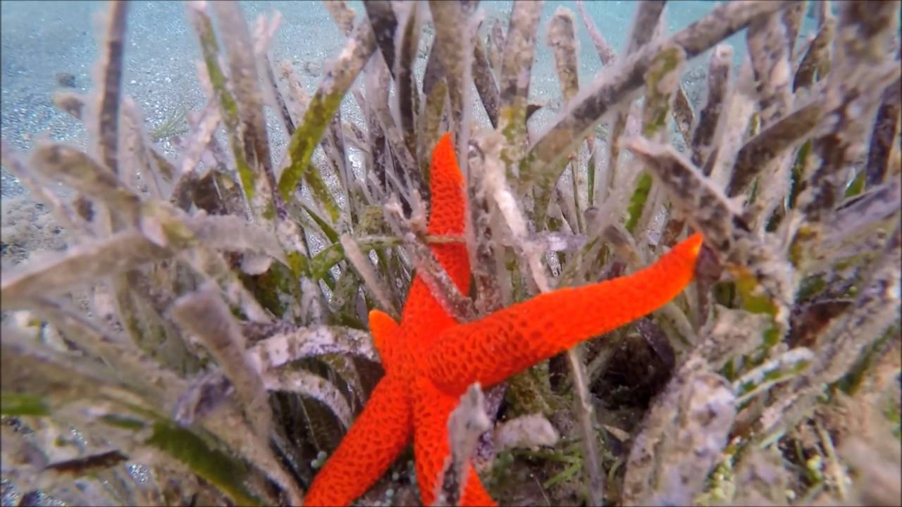 Buceo en Cabo Cope, Águilas (Murcia) GoPro4