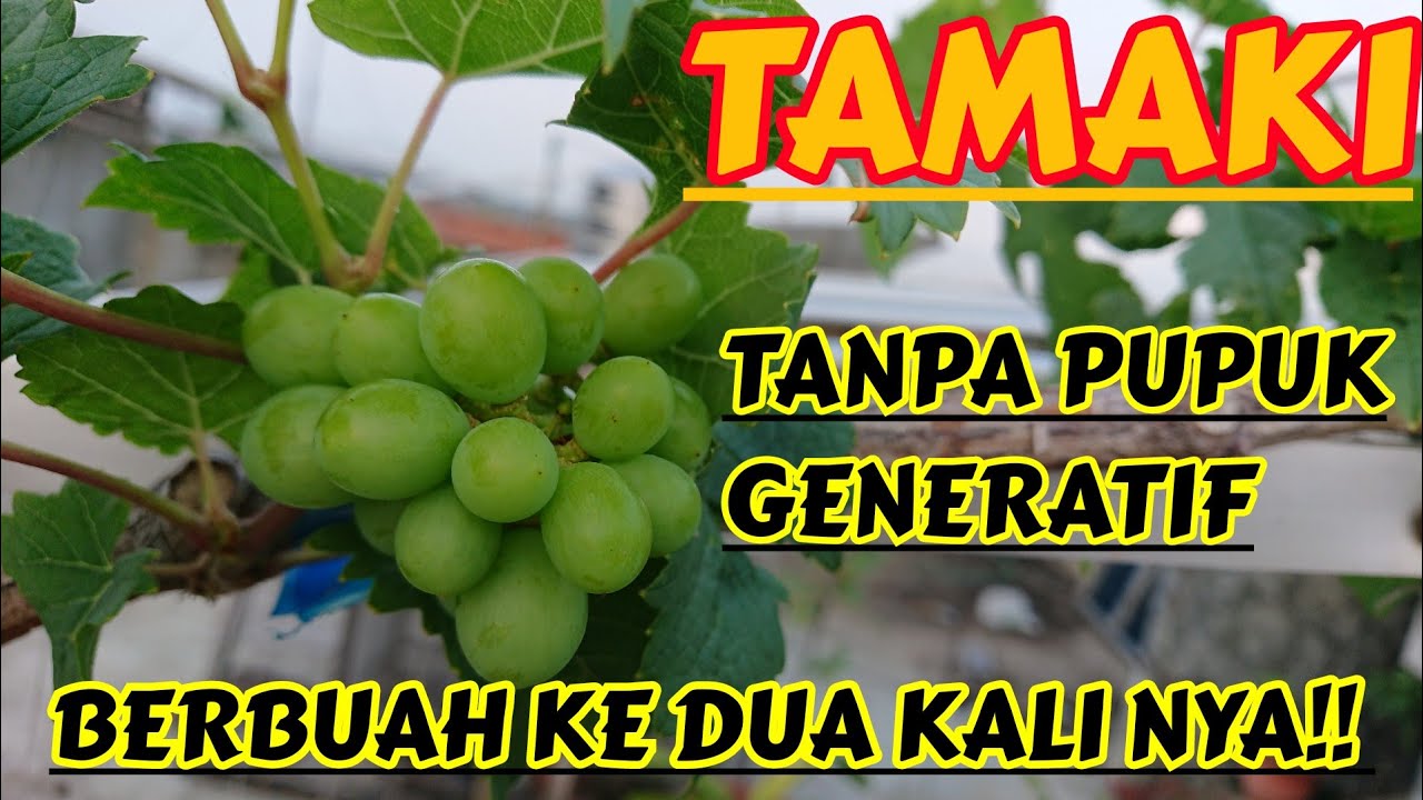TANPA PUPUK GENERATIF ANGGUR TAMAKI BERBUAH KE DUA KALINYA‼️🔥🍇
