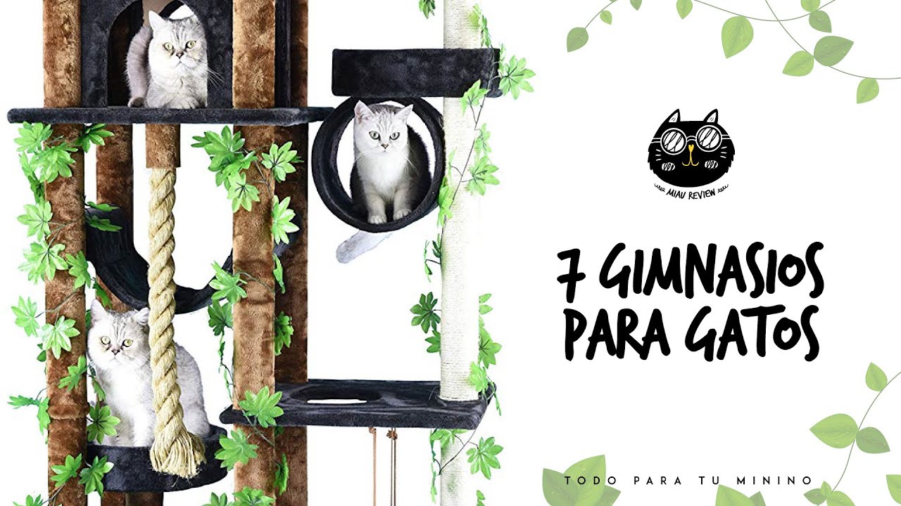 🙀😻 7 GIMNASIOS ESPECTACULARES para GATOS en Amazon