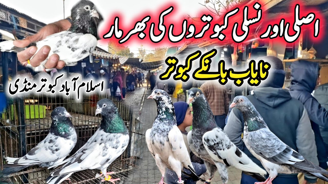 Islamabad kabootar mandi || Ferozpuri banky 