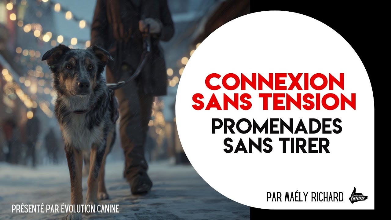 Connexion sans tension : stratégies pour des promenades sans tirer