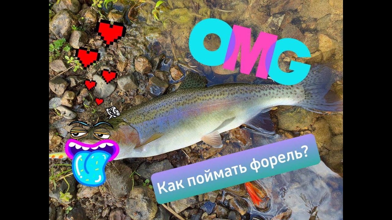 Горная форель малой речки в Новой Зеландии или КАК ПОЙМАТЬ ФОРЕЛЬ?
