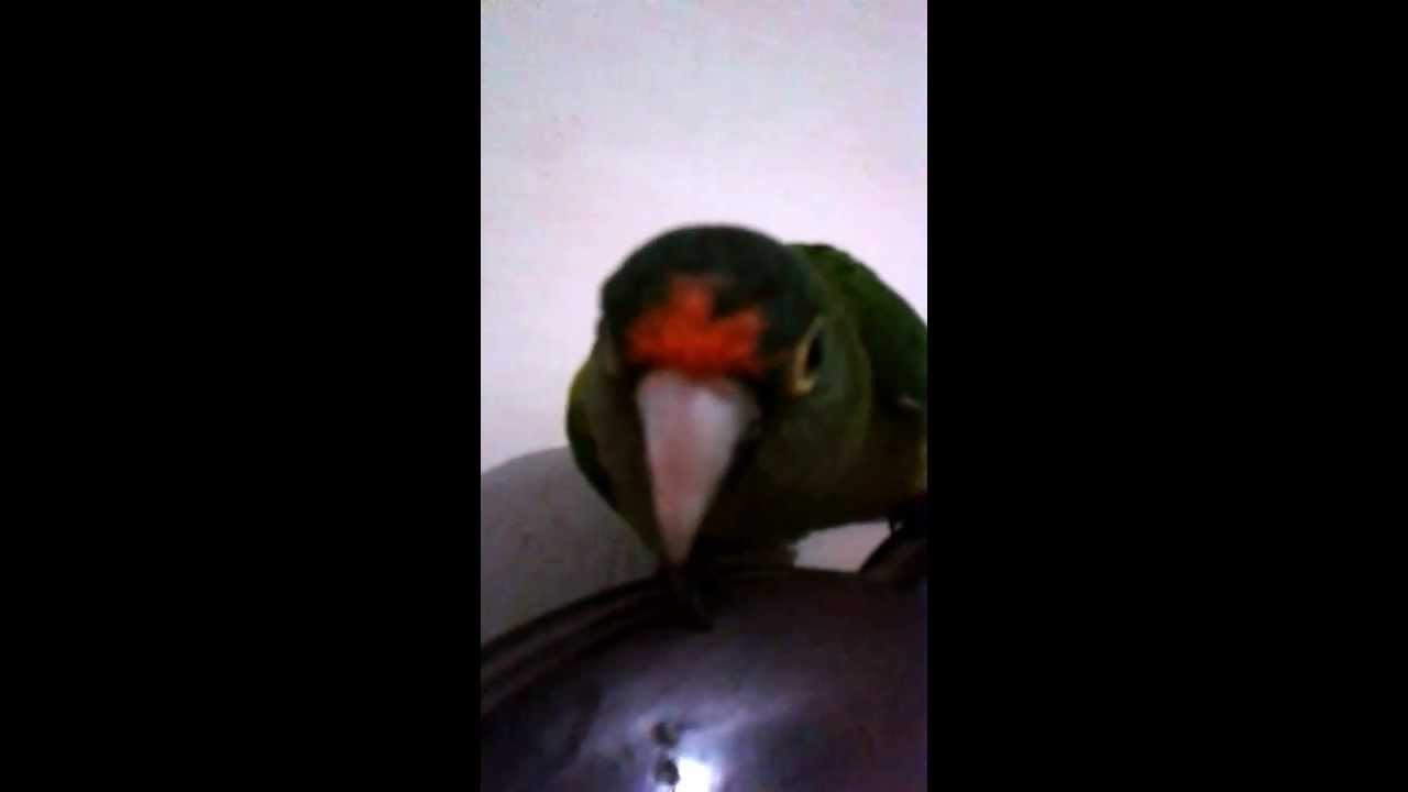 Perico hablando y bailando gracioso