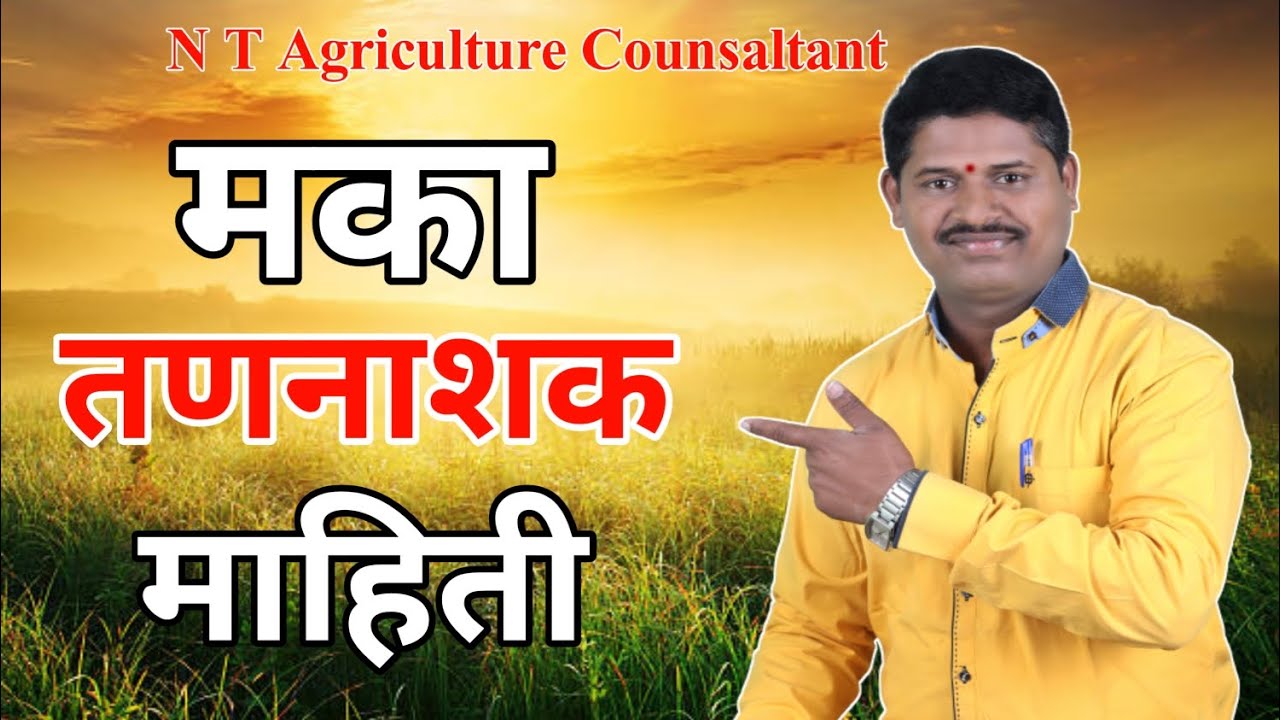🌱 मका पिकांतील लोहोळा आणि सर्व गवत वर्गीय यांवर जबरदस्त तणनाशक हेच वापरा!!#मका_तणनाशक #maka #sweetc