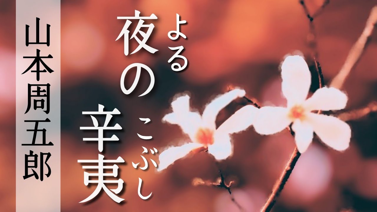 【朗読】夜の辛夷　よるのこぶし【山本周五郎】