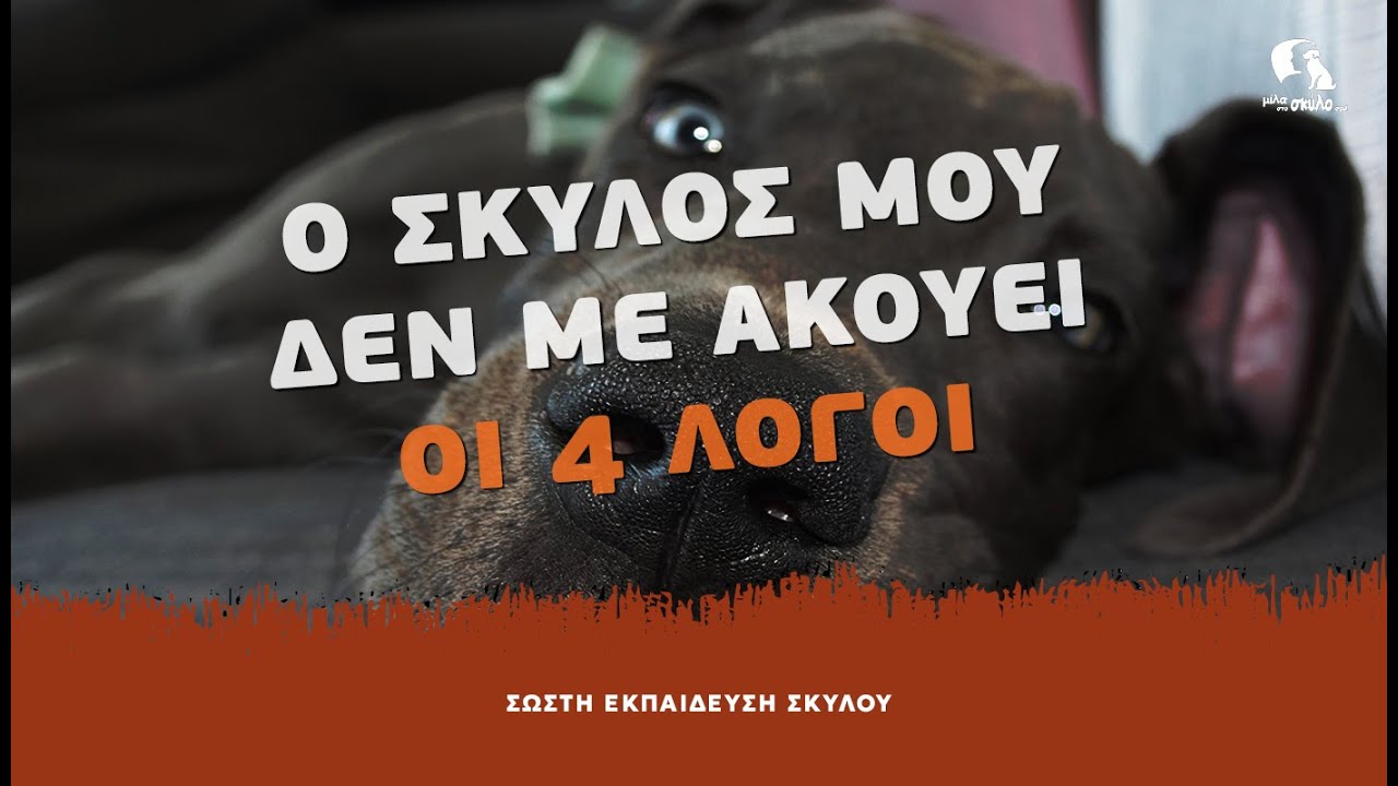 ΣΩΣΤΗ ΕΚΠΑΙΔΕΥΣΗ ΣΚΥΛΟΥ #2: Ο σκύλος μου δεν ακούει - Οι 4 λόγοι - ΜΙΛΑ ΣΤΟ ΣΚΥΛΟ ΣΟΥ