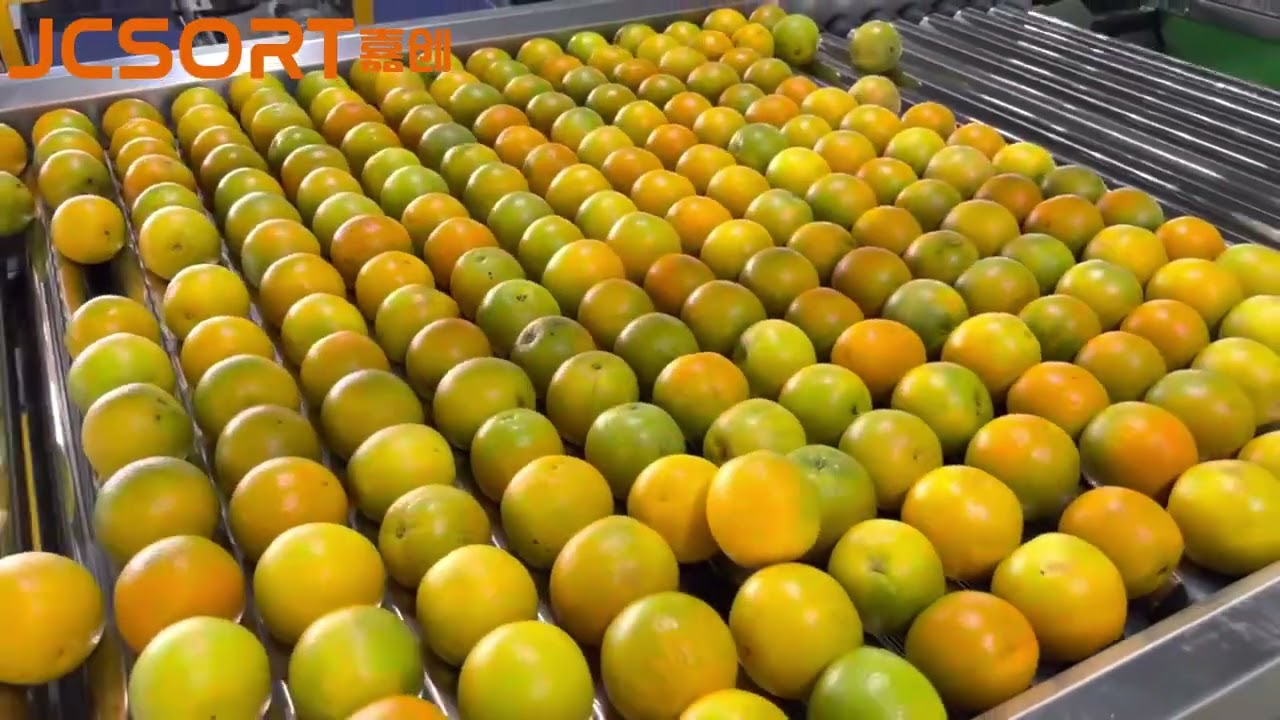 Citrus Washing, Waxing & Weight Grading Machine | JCSORT Fruit Processing Line