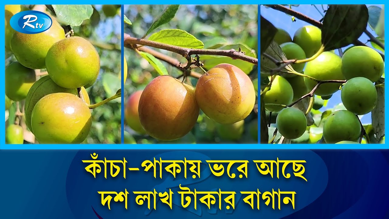 গাছের ডাল টেনে নামিয়ে আনতেই হাতে লাগে বরই | Kishoreganj | Boroi Bagan | Plum Cultivation | Rtv