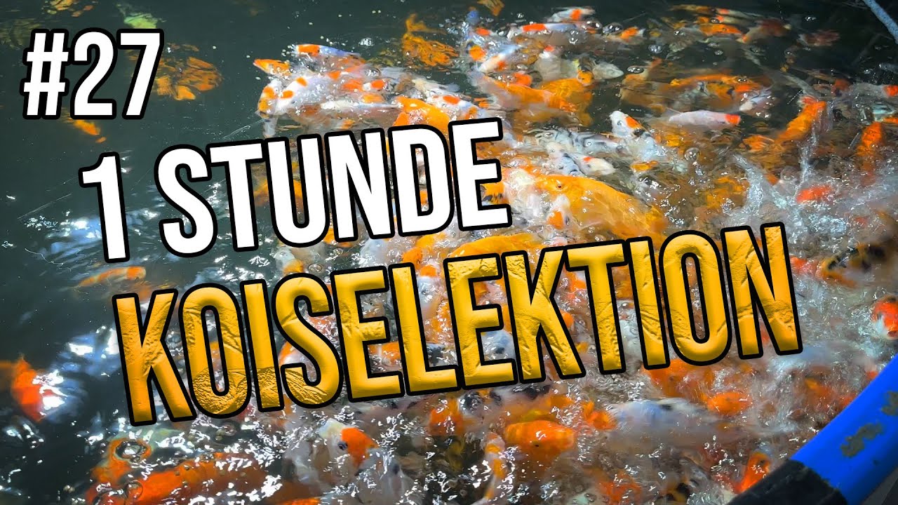 Wir selektieren ein Becken voll BigBoy Tosai Koi
