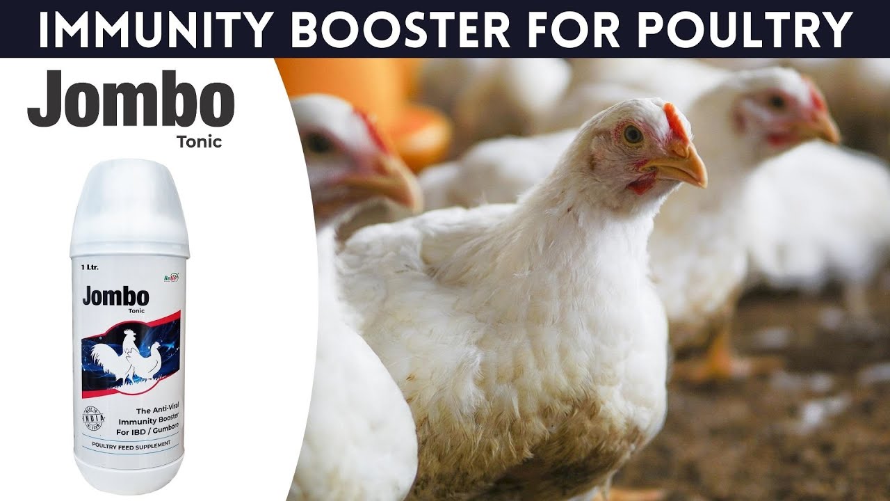 Jombo - Immunity Booster For Poultry