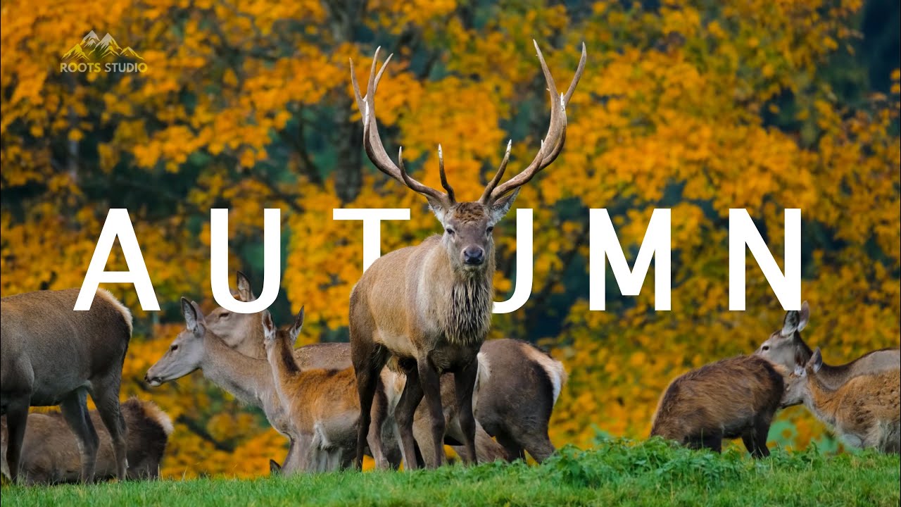 🍁Enchanting Autumn Forest With Beautiful Piano Music - Autumn  4K 🍂
