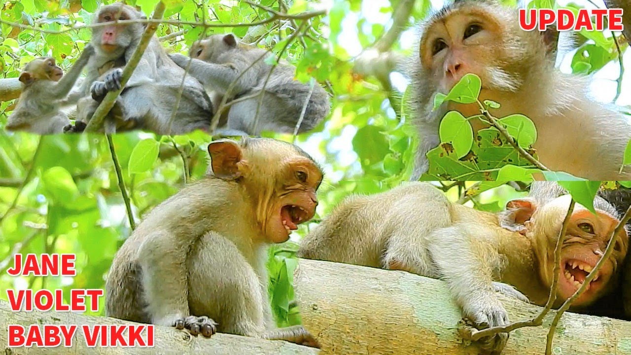 Baby Monkey Vikki Crying Hungry Milk|Violet Wean To Reject Milk No Reason|Vikki Request Jane Milk
