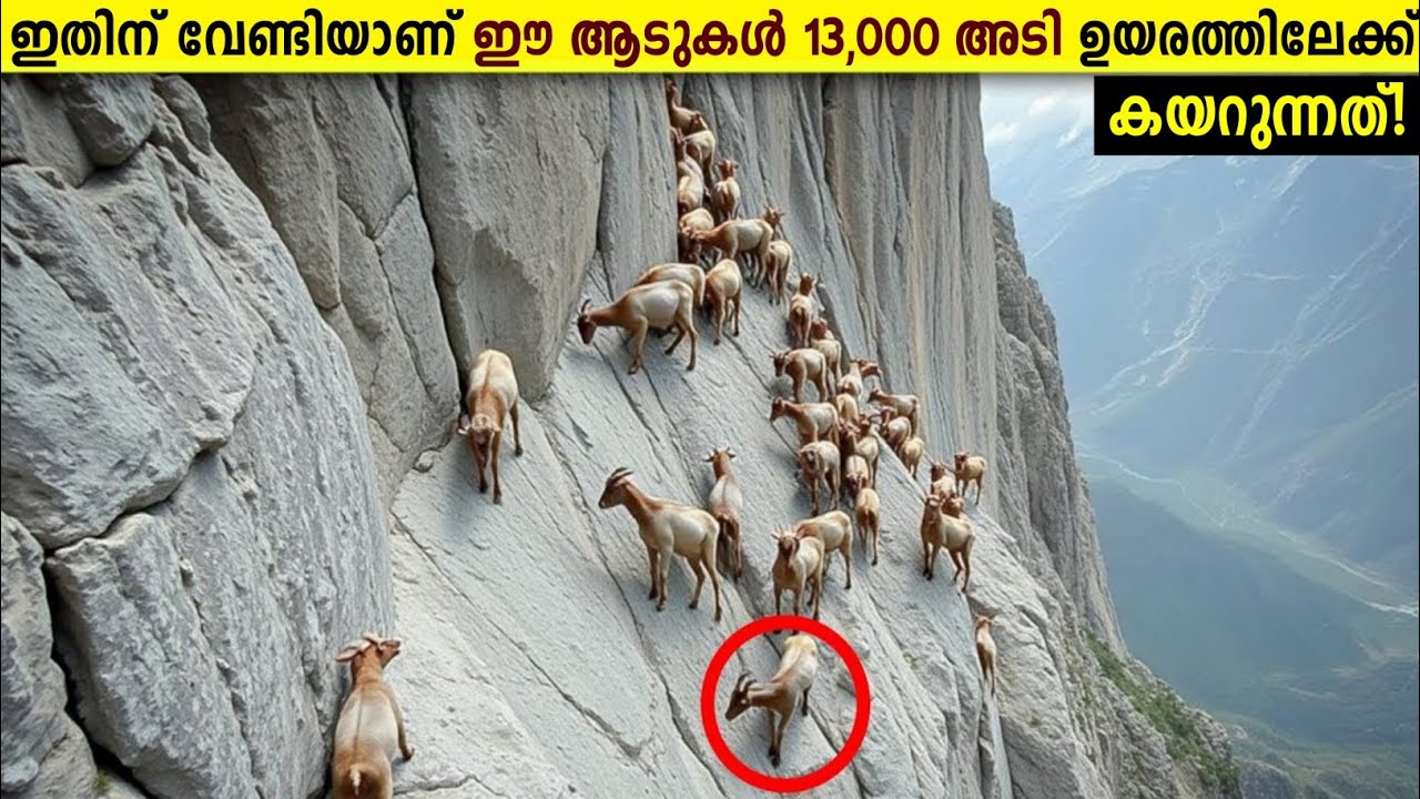 ഒരടി തെറ്റിയാൽ മരണം ഉറപ്പ്!😱This Is Why Goats Climb To 4000 meters Mountains | Storify | Malayalam