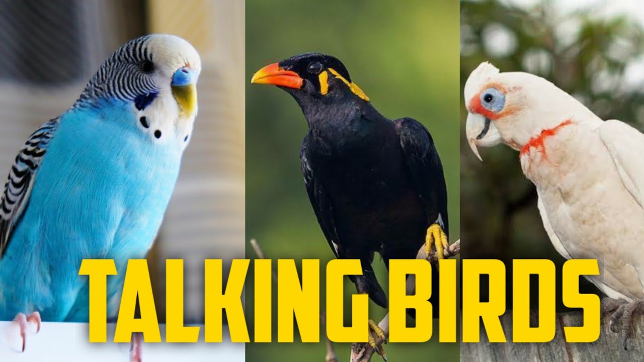 Top 10 talking birds || best talking birds || 