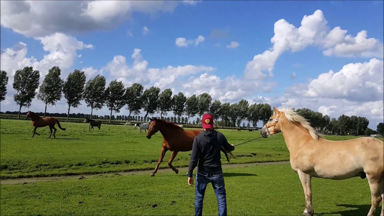 Stef & April in summer pasture, Lucky Stables Manege 2017