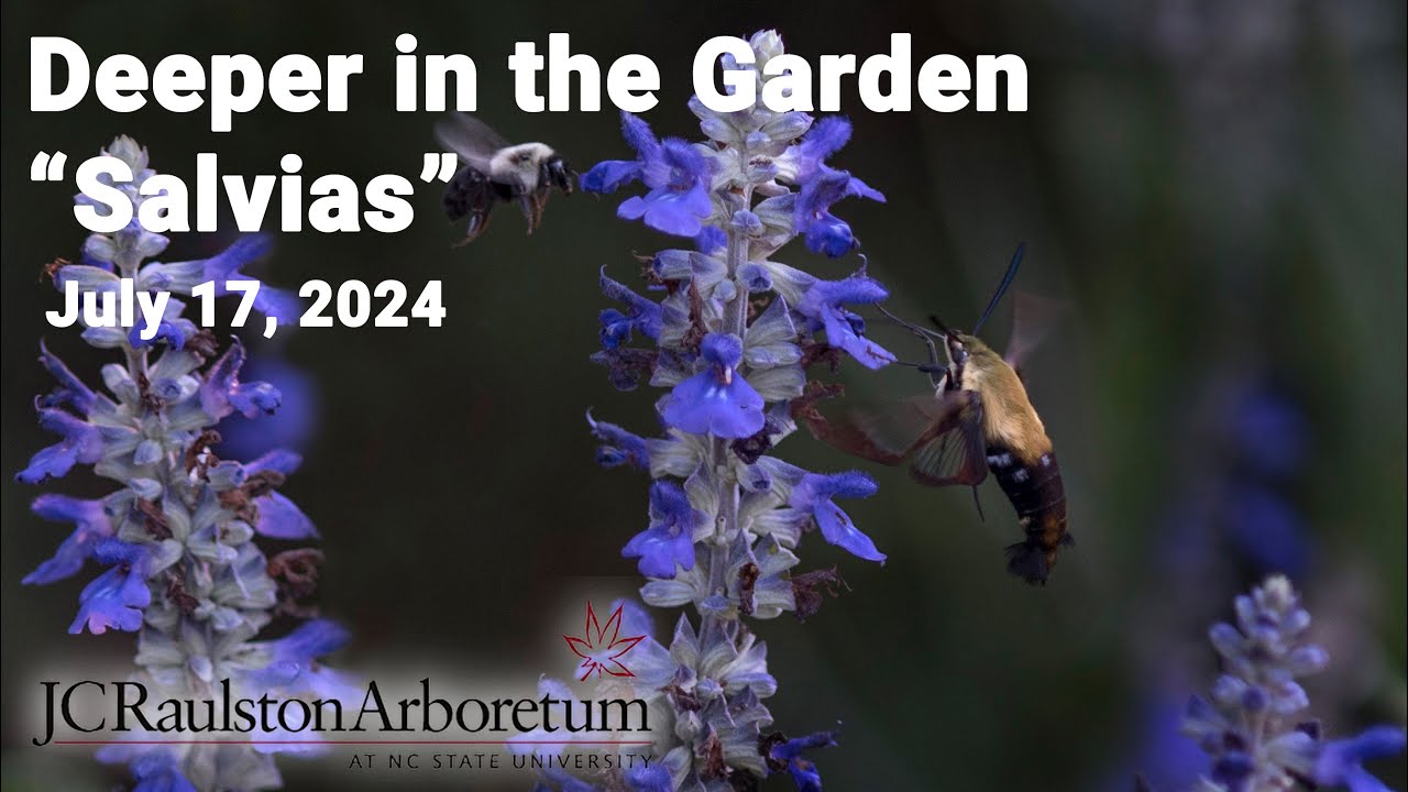 Deeper in the Garden - 